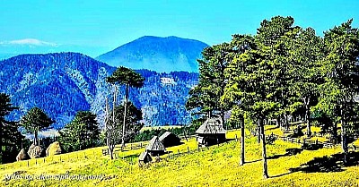 Sirogojno predstavlja najznačajniji etnografski i kulturološki punkt na istočnim padinama Zlatibora, mesto gde se istorija ne čuva samo u knjigama, već živi kroz autentične materijalne ostatke i nematerijalno nasleđe koje definiše identitet srpskog gorštaka. Centralna tačka sela je Muzej na otvorenom „Staro selo“, jedinstveni prostorni kompleks koji na površini od pet hektara okuplja originalne brvnare, vajate, mlekarice, pekare i ambare prenete iz svih delova Zlatibora, čineći živu hroniku narodnog graditeljstva devetnaestog veka. Arhitektura ovih objekata, građenih isključivo od borovih talpi postavljenih na kamene temelje bez upotrebe vezivnih materijala, svedoči o ingenioznosti narodnih neimara koji su kroz sistem „ćerta“ obezbeđivali statičku stabilnost i termičku izolaciju neophodnu za preživljavanje surovih planinskih zima. Svaki objekat u muzejskom kompleksu ima svoju specifičnu funkciju u okviru porodične zadruge, od „glavne kuće“ sa centralnim ognjištem gde se odvijao sakralni život porodice, do vajata u kojima su spavali mladenci, čuvajući intimu unutar velike zajednice. Sirogojno je svetsku slavu steklo zahvaljujući fenomenu pletilja, organizovanom pokretu žena koje su tradicionalnu veštinu pletenja vunenih odevnih predmeta podigle na nivo visoke mode, koristeći autohtonu vunu i prirodne motive planinskog cveća i borova. Ovi džemperi, koji su krasili izloge u Parizu, Londonu i Tokiju, postali su simbol ekonomske emancipacije zlatiborske žene i dokaz da se lokalna tradicija može uspešno integrisati u globalne kulturne tokove bez gubitka autentičnosti. Geološka osnova Sirogojna, kojom dominiraju trijaski krečnjaci, uslovila je formiranje specifičnog reljefa sa brojnim vrtačama i uvalama, dok se u neposrednoj blizini nalazi Stopića pećina, čiji grandiozni podzemni sistem i bigrene kade predstavljaju vrhunski prirodni fenomen pod zaštitom države. Duhovni život sela gravitira oko crkve Svetih apostola Petra i Pavla iz 1764. godine, koja sa svojim ikonostasom, radom čuvenog zoografa Simeona Lazovića, predstavlja neprocenjivo umetničko blago i svedočanstvo o visokom nivou pismenosti i umetničke svesti lokalnog stanovništva u periodu pod osmanskom vlašću. Hidrografija ovog kraja, ispresecana tokovima koji hrane reku Katušnicu, omogućava opstanak specifičnim biljnim zajednicama gde na livadama dominiraju hajdučka trava, kantarion i majčina dušica, bilje koje se i danas koristi u tradicionalnoj medicini za pripremu melema i čajeva. Društveni život Sirogojna i danas pulsira kroz seoske kafane i prodavnice rukotvorina, gde se posetioci mogu susresti sa gorštacima čiji je govor bogat arhaizmima i mudrostima koje su se kalile kroz vekove borbe sa prirodom i istorijskim nedaćama. Gastronomska ponuda sela oslanja se na autentične proizvode poput sira, kajmaka i heljdopite, spremljenih na način koji se nije menjao decenijama, koristeći drva kao jedini energent i keramičko posuđe za postizanje specifičnog ukusa. Šumski pojasevi koji okružuju selo, sastavljeni od mešavine bukve i jele, pružaju idealne uslove za sakupljanje šumskih plodova i gljiva, što predstavlja dodatni izvor prihoda za mnoga domaćinstva koja su ostala verna zemlji i precima. Svaka staza koja polazi iz centra Sirogojna vodi ka nekom skrivenom vidikovcu ili zaboravljenom groblju sa kamenim beleziima, podsećajući putnika na prolaznost vremena i večnost planine koja stoji kao nemi stražar nad sudbinama ljudi. Modernizacija sela, iako prisutna kroz infrastrukturu i digitalnu povezanost, nije uspela da naruši onaj nevidljivi mir i tišinu koja nastupa čim se zađe par stotina metara van glavnog puta, ostavljajući prostor za kontemplaciju i povratak korenima. Sirogojno nije samo turistička destinacija, ono je duhovno utočište i kulturni kod koji objašnjava samu suštinu Zlatibora – planine koja daruje slobodu onima koji znaju da je poštuju i lepotu onima koji znaju da je vide u kapi rose na vunenoj niti ili u mirisu borovog dima koji se polako diže iznad snegom pokrivenih krovova.