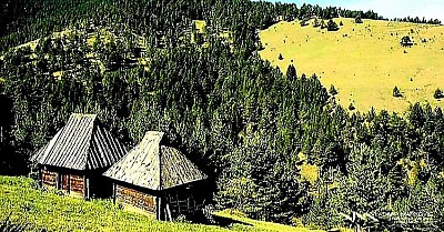 Крива Река представља један од најпространијих и историјски најзначајнијих руралних ентитета на северним падинама златиборског масива, позиционирана у басену истоимене реке која својим изузетно меандрирајућим током и дубоким усецима дефинише динамичан и разуђен рељеф овог подручја. Село је у националној историји остало упамћено као место где је краљ Александар Обреновић, очаран лепотом пејзажа и гостопримством мештана, боравио и оставио траг који је касније утицао на развој златиборског туризма, док локални идентитет села почива на дубоким коренима слободарске традиције и породичних задруга које су вековима опстајале на овој планинској ветрометини. Геолошки састав земљишта у Кривој Реци, са наглашеним присуством серпентинита и лековитих минералних слојева, омогућава развој специфичне вегетације где доминирају цветни пашњаци препуни мајчине душице, кантариона и хајдучке траве, што сточарству овог краја даје посебан квалитет, а млечним производима ненадмашан нутритивни профил. Архитектонски бисер села је црква брвнара посвећена Преображењу Господњем, која својим масивним боровим талпама, аутентичним дрвеним тремом и нестварним миром који одише из сваке греде, представља споменик културе од изузетног значаја и сведочанство о врхунском мајсторству златиборских дрводеља. Хидрографска мрежа села, поред саме Криве Реке, обилује бројним потоцима и јаким изворима питке воде који никада не пресушују, напајајући плодне долине у којима се гаје старе сорте воћа и житарица, чувајући тако генетски фонд који је у модерним пољопривредним системима готово изгубљен. Економска снага Криве Реке данас почива на споју традиционалне пољопривреде и модерних газдинстава која се баве органском производњом, где се јагњеће печење, домаћи хлеб из фуруне и златиборска пршута припремају по вековним законима природе, без вештачких додатака. Друштвени живот села и даље негује вредности попут заједничког рада, комшијске помоћи и саборовања код цркве, где се уз звук трубе и народно коло преносе приче о прецима који су ове пропланке бранили и градили сопственим рукама. Специфичност Криве Реке огледа се и у њеним магловитим јутрима када долина реке изгледа као млечно море из којег извиру врхови брда са осамљеним борићима, стварајући пејзаж који је вечита инспирација сликарима и фотографима у потрази за истинском душом старог Златибора. Еколошка очуваност овог подручја, са минималним утицајем урбанизације, чини Криву Реку идеалним местом за оне који траже мир, апсолутну тишину и директан контакт са природом која овде диктира ритам живота, подсећајући нас на важност успоравања и повратка суштинским људским вредностима. Сваки метар стазе која води кроз ово село, од брда ка реци, нуди увид у слојевитост трајања златиборског човека, који је овде, на камену и боровини, исклесао своју судбину и сачувао је за генерације које долазе као највреднији аманет лепоте и постојаности.