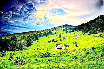 Село Шљивовица представља стратешки важан и културолошки богат предео на северним обронцима Златибора, смештено дуж магистралног правца који повезује планински центар са долином Дрине и обронцима Таре, дефинишући се као аутентична капија планине позната по својој дугој традицији воћарства и врхунског занатства. Име села нераскидиво је везано за производњу најквалитетније ракије шљивовице, која се овде вековима припрема од аутохтоних сорти шљива узгајаних на специфичној надморској висини где се планинска клима меша са топлијим струјама из котлина, стварајући идеалан баланс шећера и ароме у плоду. Геоморфолошки, Шљивовица се карактерише заталасаним брдима и пространим платоима који су прекривени мозаиком воћњака, пашњака и шума белог бора, пружајући панорамске видике који сежу до падина Сувобора и Маљена. Ово село је кроз историју било препознато као центар златиборског кириџијалука, где су вешти превозници робе на коњима и воловским запрегама преносили луч, катран и со, обликујући тако трговачки дух и отвореност локалног становништва. Архитектонска мапа Шљивовице нуди увид у трансформацију златиборског села, где се поред модерних пољопривредних газдинстава још увек могу наћи старе куће брвнаре и камени подруми грађени „на кланфу“, који служе за чување и старење ракије у храстовим бурадима. Поред воћарства, село је познато по вештим мајсторима занатлијама, посебно каменоресцима и дрводељама, чији производи од локалног камена и дрвета красе многа имања широм региона, чувајући тако вештину ручне обраде природних материјала. Хидрографија овог краја обилује мањим изворима и потоцима који напајају плодне долине, омогућавајући развој разноврсне пољопривреде и очување биодиверзитета који обухвата бројне лековите биљне врсте и медоносно биље. Еколошки статус Шљивовице као чисте средине потврђује се кроз производњу органске хране и развој сеоског туризма, где домаћини нуде аутентично искуство живота на селу, укључујући учешће у традиционалној печидби ракије, која за мештане представља више од посла — то је друштвени ритуал и симбол гостопримства. Културни живот села негује се кроз манифестације посвећене домаћој ракији и народном стваралаштву, где се уз звук трубе и изворне песме слави наслеђе предака и опстанак златиборског идентитета у модерном добу. Сваки путник који пролази кроз Шљивовицу бива очаран уређеним двориштима, пространим воћњацима који мењају боје са годишњим добима и мирисом дима из старих сушара, што ствара осећај стабилности, трајања и дубоке повезаности човека са земљом која га храни. Слика Шљивовице је приказ златиборског благостања изграђеног на раду, поштењу и нераскидивој вези са природом, пружајући посебан осећај добродошлице свакоме ко тражи истинску душу српског села на овим планинским висовима.