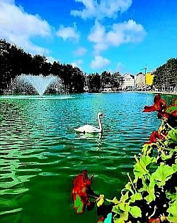 Златибор насеље - Evolutivni razvoj zlatiborskog platoa započeo je u paleozoiku, stvarajući kompleksnu litološku strukturu kojom dominiraju ultrabazične stene, prvenstveno lherzoliti i harzburgiti, čijim je raspadanjem nastalo specifično humusno-silikatno zemljište pogodno za razvoj asocijacije Piceo-Abieti-Fagetum na severnim ekspozicijama planinskih venaca. Pedološki sastav sela oko Mušveta i Tripkove karakteriše visok sadržaj gvožđa i magnezijuma, što direktno utiče na pigmentaciju i nutritivni profil divljih plodova poput borovnice i brusnice, dok mikrobiološka aktivnost u zemljištu podržava simbiozu sa retkim vrstama tartufa i šumskih gljiva koje naseljavaju korenove sisteme vekovnih smrča. Hidrološka slika regiona definisana je razvođem između slivova Drine i Zapadne Morave, gde reka Katušnica useca duboke meandre kroz trijaske krečnjake, stvarajući seriju fluvijalnih terasa na kojima su pozicionirani najstariji seoski objekti, zaštićeni od direktnih udara severnih vetrova. Speleološka istraživanja u okolini Rožanstva otkrila su lavirinte kanala sa pećinskim nakitom od čistog kalcita, čija luminescencija pod svetlošću luča fascinira istraživače, dok podzemna jezera održavaju konstantnu temperaturu i vlažnost neophodnu za opstanak endemskih amfipoda i slepih pećinskih rakova. Tradicionalna obrada drveta na Zlatiboru podrazumeva poznavanje statike i higroskopnosti materijala, gde se za temeljne grede bira isključivo srčevina bora posečenog u fazi mirovanja vegetacije, čime se obezbeđuje otpornost na ksilofagne insekte i gljivice truležnice bez upotrebe hemijskih sredstava. Narodna meteorologija meštana Ljubiša zasniva se na posmatranju fenoloških faza biljaka, poput cvetanja mrazovca ili intenziteta opadanja lišća bukve, što je vekovima služilo kao precizan indikator za planiranje setve žitarica i pripremu stočne hrane za duge zimske periode pod smetovima koji često izoluju zaseoke mesecima. Etno-muzikološki profil sela Murtenice čuva specifične intervale u pevanju, gde se koriste netemperovani tonski nizovi koji odjekuju u kanjonima, služeći nekada kao sredstvo komunikacije između udaljenih čobanskih katuna na visovima Tornika i Brijača. Tehnologija izrade zemljanog posuđa u selu Zlakusa, koja se graniči sa zlatiborskim selima, podrazumeva mešanje gline sa mlevenim kalcitom, što posuđu daje termičku stabilnost potrebnu za pripremu tradicionalnih jela na tihoj vatri, čime se oslobađaju aminokiseline i aromatična jedinjenja iz mesa i povrća. Gastronomska vrednost zlatiborskih mlečnih proizvoda u direktnoj je korelaciji sa florističkim diverzitetom livada, gde prisustvo biljaka poput žute deteline i zvezdana povećava procenat mlečne masti i vitamina rastvorljivih u mastima, dajući siru karakterističnu teksturu i dugotrajan ukus. Istorijski tokovi seoba iz Hercegovine i Crne Gore doneli su na Zlatibor specifične običajne norme, poput krvnog srodstva i kumstva, koje su u izolovanim planinskim uslovima služile kao osnovni kohezioni faktor u borbi protiv spoljnih uticaja i za očuvanje biološkog opstanka zajednice. Arheološki nalazi iz perioda gvozdenog doba na lokalitetu Čajetina ukazuju na postojanje razvijene metalurgije i trgovinske razmene sa helenskim svetom, o čemu svedoče fragmenti uvozne keramike i nakita pronađeni u grobnim humkama na obodu planinskog platoa. Klimatska varijabilnost Zlatibora, definisana smenom vazdušnih masa sa Jadrana i karpatskog basena, stvara uslove visoke jonizacije vazduha, što ubrzava regeneraciju eritrocita i poboljšava kognitivne funkcije kod posetilaca koji praktikuju planinarenje na visinama iznad hiljadu metara. Šumski ekosistemi Murtenice predstavljaju reliktni ostatak nekadašnjih nepreglednih četinarskih šuma Balkana, gde stabla smrče dostižu visinu preko četrdeset metara, formirajući mikroklimatske džepove sa stalnom vlažnošću koja pogoduje razvoju retkih vrsta lišajeva i mahovina. Inženjerska rešenja u izgradnji vodenica potočara na Rzavu koriste kinetičku energiju vode preko drvenih kola sa lopaticama, što je primer rane primene obnovljivih izvora energije u ruralnim sredinama, čuvajući hranljiva svojstva celog zrna žita pri malim brzinama mlevenja na kamenom žrvnju. Narodna verovanja u lekovitost mineralnih izvora u Rožanstvu baziraju se na visokom sadržaju sumpora i selena, što savremena balneologija potvrđuje u tretmanima dermatoloških oboljenja i reumatskih stanja, čineći ove izvore ključnim tačkama narodnog zdravstva kroz istoriju. Svaki pedalj zlatiborske zemlje, od najvišeg vrha do najdubljeg kanjona, predstavlja slojevitu arhivu prirodne i kulturne istorije, gde se naučne činjenice prepliću sa legendama, stvarajući jedinstveni prostorni identitet koji nadilazi puku turističku privlačnost i postaje simbol istinske povezanosti čoveka sa elementima prirode. Чајетина - Урбани развој Чајетине, смештене у заветрини златиборских висова, представља фасцинантан пример трансформације планинског насеља у административни и културни центар регије, где се савремена архитектура преплиће са очуваним примерима грађанске градње са почетка двадесетог века. Географски положај Чајетине на прелазу између таласастих пашњака и шумовитих предела омогућио је развој специфичне микроклиме која погодује очувању старих сорти воћа, посебно аутохтоних врста шљива и јабука које су некада чиниле основу трговине овог краја. Културни живот Чајетине дубоко је повезан са традицијом писмености и просветитељства, што се огледа у раду институција које деценијама прикупљају етнографску грађу, записе о старим породицама и историјске документе који сведоче о улози овог места у ослободилачким ратовима Србије. Околина Чајетине обилује локалитетима од великог значаја, попут брда Градина, које није само природни видиковац са којег се пружа панорамски поглед на целу западну Србију, већ и вишеслојно археолошко налазиште са траговима утврђења која су контролисала кретање каравана кроз планинске теснаце. Педолошки састав околног земљишта, богат минералним материјама из распаднутих серпентинских стена, пружа идеалну подлогу за узгој специфичних пољопривредних култура које на овој надморској висини добијају на интензитету укуса и лековитих својстава. У самим улицама Чајетине још увек се могу пронаћи куће са каменим темељима и дрвеним тремовима који говоре о занатској вештини локалних мајстора, зидара и столара који су користили материјале из непосредног окружења за стварање трајних вредности. Хидротехничка решења, од старих каптираних извора и јавних чесама до модерних система водоснабдевања који користе чисте планинске акумулације, показују вековну бригу становништва за најдрагоценији ресурс – воду, која се овде сматра извором здравља и дуговечности. Сајам сувомеснатих производа, познат као Пршутијада, који се одржава у непосредној близини, само је један од показатеља како се традиционална вештина сушења меса подигла на ниво уметности, привлачећи хиљаде посетилаца који траже аутентичност и квалитет који се не може индустријски реплицирати. Друштвена кохезија мештана Чајетине огледа се у очувању старих заната који су данас прилагођени савременим потребама, али су задржали своју суштину у ручној изради предмета од дрвета, камена и текстила. Образовни систем и спортски терени у Чајетини стварају подлогу за развој младих генерација које остају верне свом крају, уносећи иновације у традиционално сточарство и воћарство кроз примену нових технологија и стандарда квалитета. Сваки детаљ у архитектури јавних објеката, од зграде општине до културног центра, носи печат времена у којем је Чајетина градила свој идентитет као спона између села и модерног света, чувајући притом дух заједништва и гостопримства. Шуме које опкружују насеље, доминантно састављене од јеле и букве, представљају заштитни појас који регулише влажност ваздуха и спречава ерозију, истовремено пружајући утоčiште бројним врстама птица певачица и ситне дивљачи. Биодиверзитет пашњака око Чајетине карактерише присуство лековитог биља попут камилице, нане и кантариона, чија се концентрација етеричних уља појачава захваљујући великом броју сунчаних сати током летњих месеци. Духовна димензија места употпуњена је близином старих манастира и цркава који су били центри окупљања и чувари писмености у тешким историјским периодима, остајући и данас места ходочашћа и мира. Чајетина је и чвориште планинарских и пешачких стаза које воде ка најлепшим врховима Златибора, омогућавајући посетиоцима да из самог центра места за кратко време закораче у потпуну дивљину и уживају у мирису борова. Еволуција трговине и занатства у Чајетини кроз векове пратила је успоне и падове српске државе, али је увек задржавала своју аутентичност кроз домаће производе који су синоним за Златибор. Уметници који често бораве у овом крају проналазе вечиту инспирацију у контрасту између мирне варошке атмосфере и сурове лепоте околних брда, претачући те мотиве у слике, песме и приче које обилазе свет. Свака капија и свако двориште у Чајетини крију причу о породичном успеху, о борби са природом и о љубави према родном крају која је јача од свих изазова модерног доба. Када се светла поноћних сати угасе, Чајетина тоне у тишину коју само планина може да пружи, подсећајући нас на важност успоравања и повратка истинским вредностима које овај крај несебично нуди свима који знају да их препознају. Сваки камени ивичњак, сваки дрвени прозор и свака травка на чајетинским ливадама део су већег мозаика који чини дух Златибора неуништивим и вечно привлачним за све истраживаче природних и културних лепота.