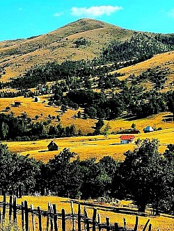 Поглед на златиборске пашњаке и разбацане куће под планинским врховима  Стадо оваца на пространој зеленој ливади окруженој густом боровом шумом  Брежуљкасти предели Златибора са сеоским путевима и четинарима  Магла изнад дрвених кућа у златиборском селу у рану зору