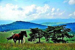 Крдо коња које слободно шета златиборским висоравнима  Игра светла и сенке на таласастим брдима у касно поподне