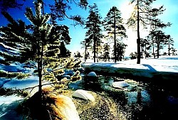 Планинско село обасјано првим зрацима сунца који продиру кроз маглу  Миран сеоски дан са кућама које се скоро не виде од крошњи дрвећа  Вечерња светла у прозорима брвнара док пада први мрак  Пуста стаза која води кроз густу шуму право у срце села